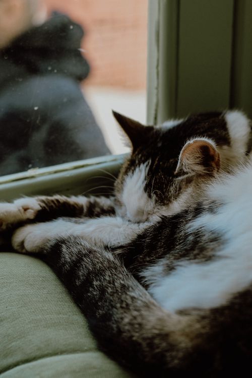 Free A peaceful cat naps by a sunny window, showcasing tranquility and warmth. Stock Photo