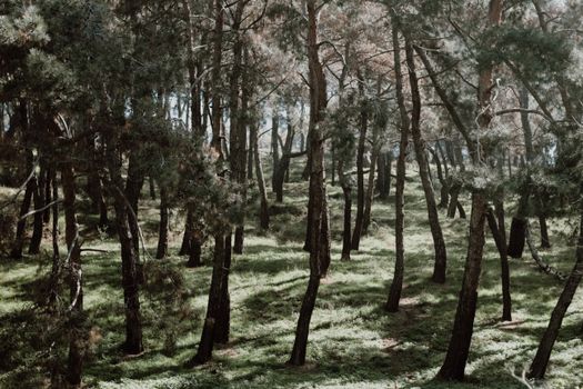 Free stock photo of conifer, countryside, cypress