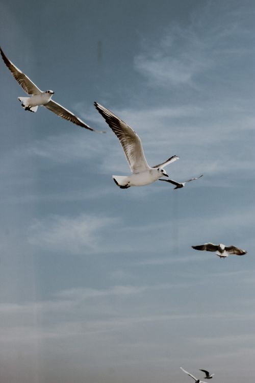 Free A group of seagulls grace the skies with wings spread wide and elegant flight. Stock Photo
