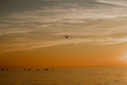 Bird Flying over Sea Coast at Sunset