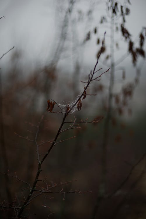 Free stock photo of fog, foggy day, foggy landscape