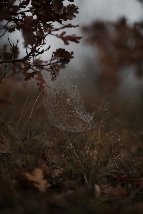 Spiderweb among Leaves and Branches