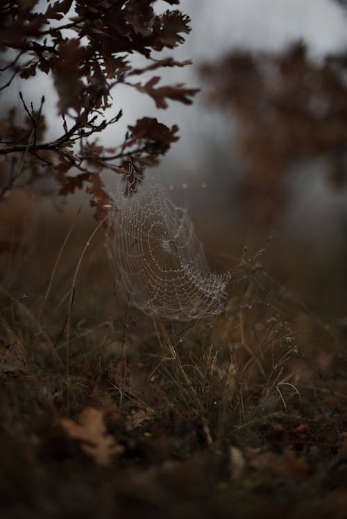 Fotos de stock gratuitas de hojas, naturaleza, niebla