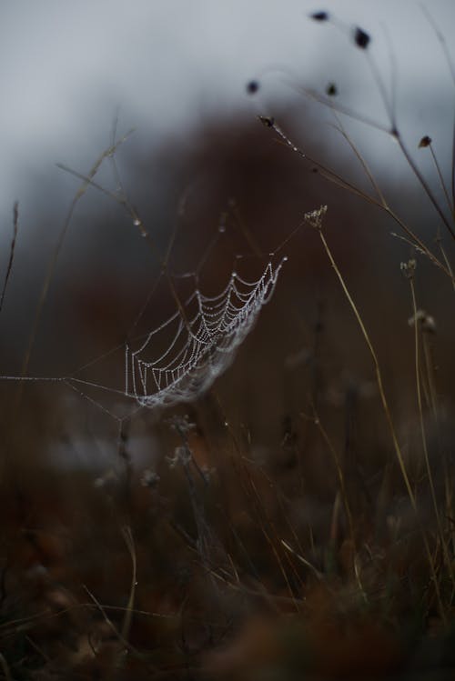 Spiderweb on Twigs