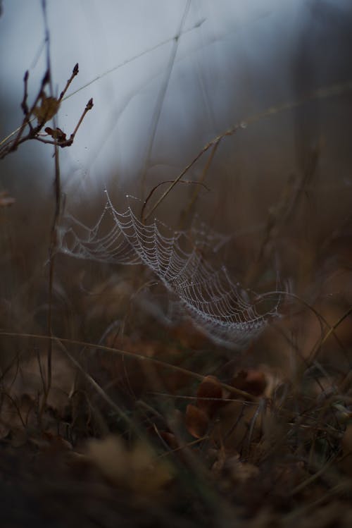 Fotos de stock gratuitas de naturaleza, neblina, niebla