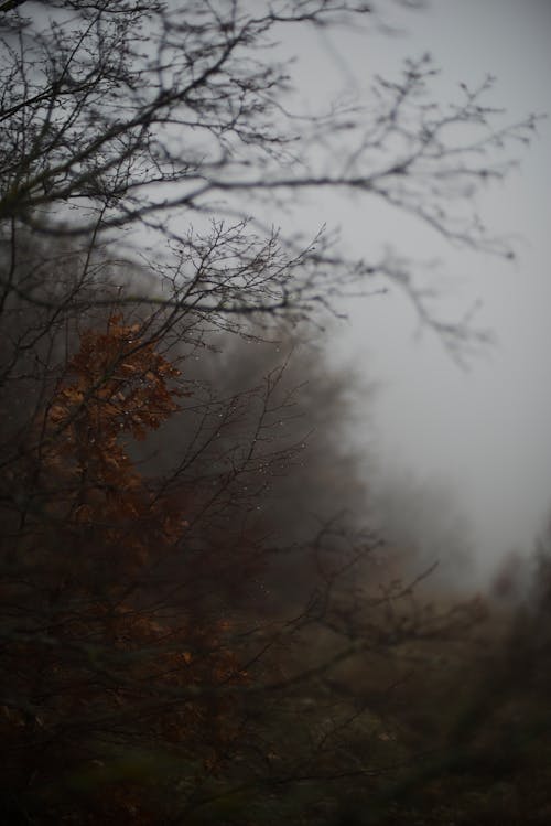 Základová fotografie zdarma na téma mlha, padání, podzim