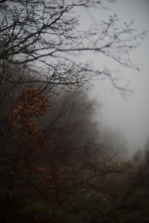 Tree Branches on Foggy Day