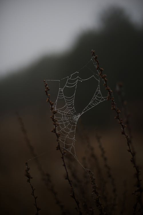 Spiderweb Between Twigs