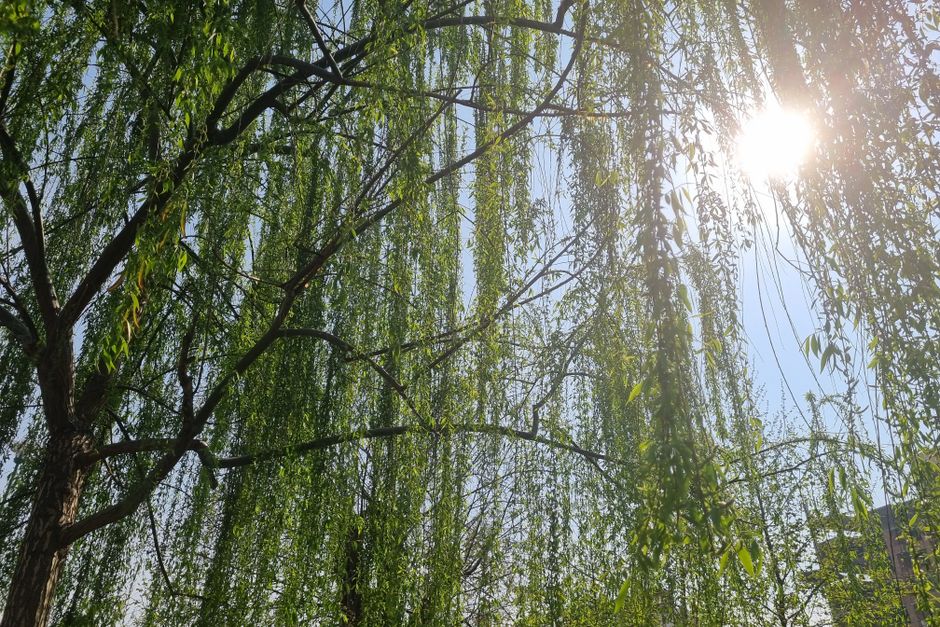 Sunlight filtering through weeping willow branches — when to trim a weeping willow tree Surrey BC