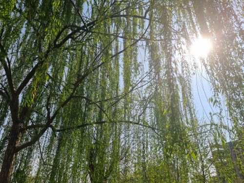 Free Low angle view of lush green willow trees under bright summer sunlight. Stock Photo