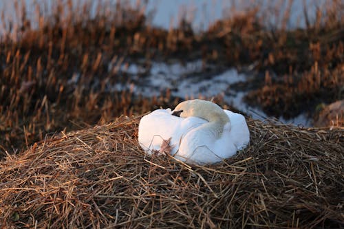 Swan in Nest