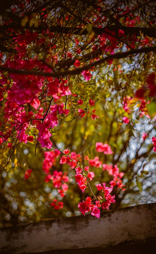 A Tree with Pink Flowers 