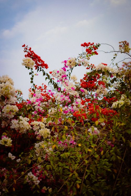 Free Vibrant close-up of blooming bougainvillea flowers against a clear sky. Stock Photo