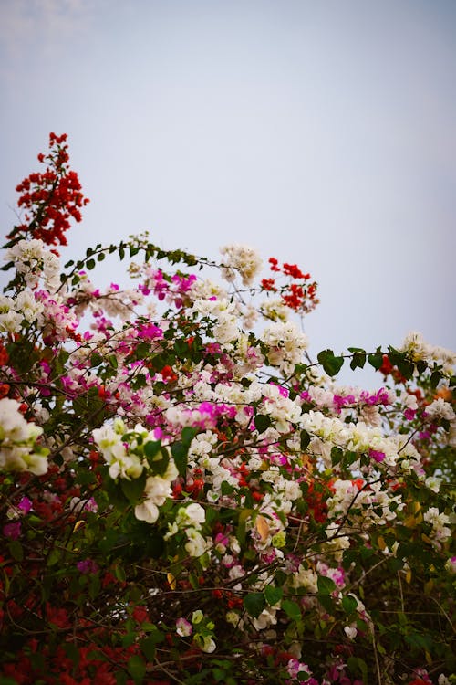 Kostnadsfri bild av blommor, färgrik, flora