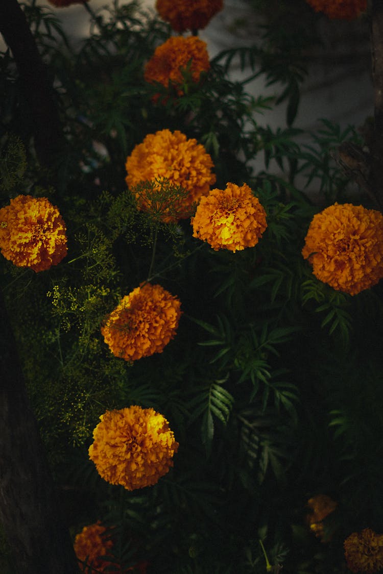 Close-up Of Orange Marigold Flowers