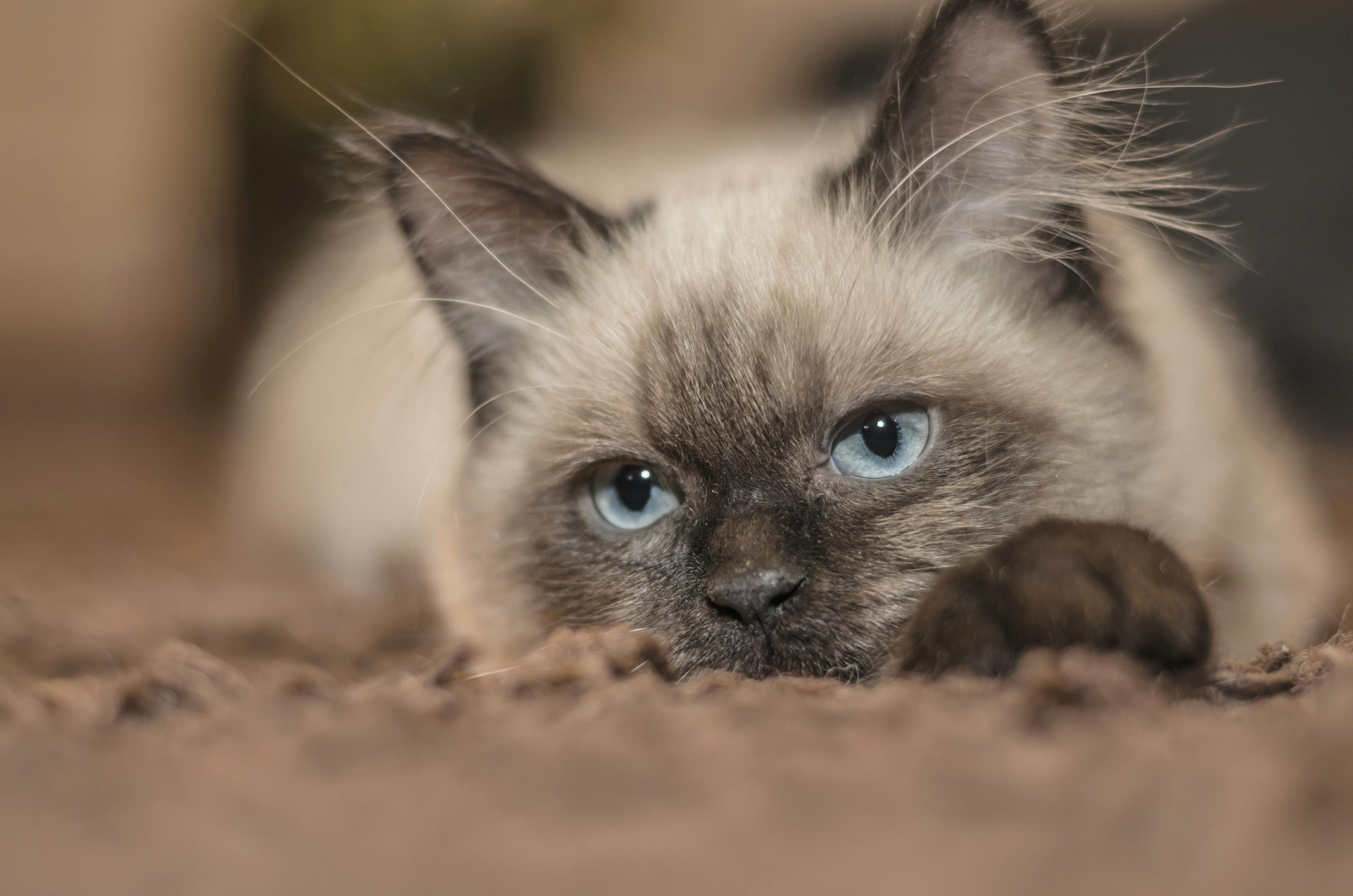 Focus Photography Of Siamese Cat Free Stock Photo