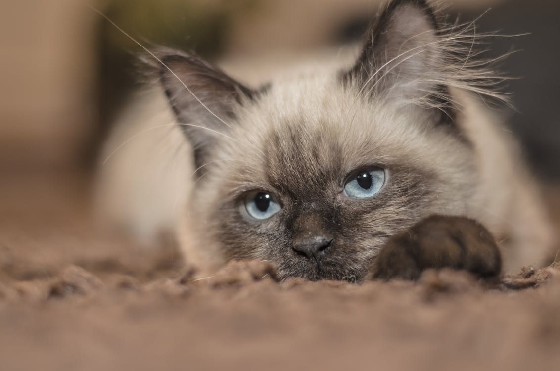 siamese cats