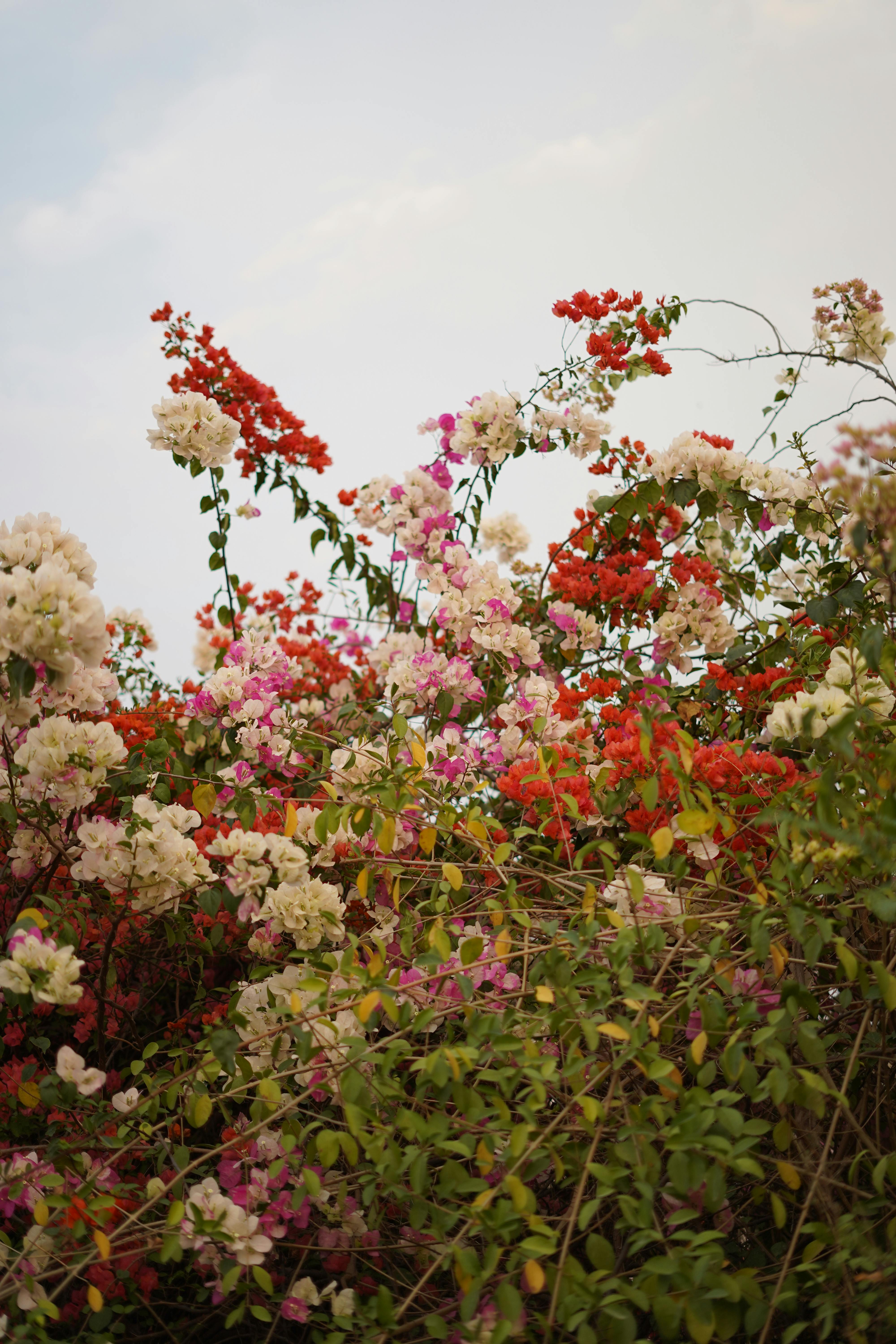 A Shrub with Colorful Flowers · Free Stock Photo