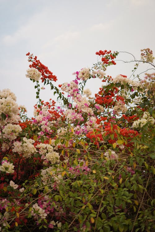 Kostnadsfri bild av blommor, buske, färgrik