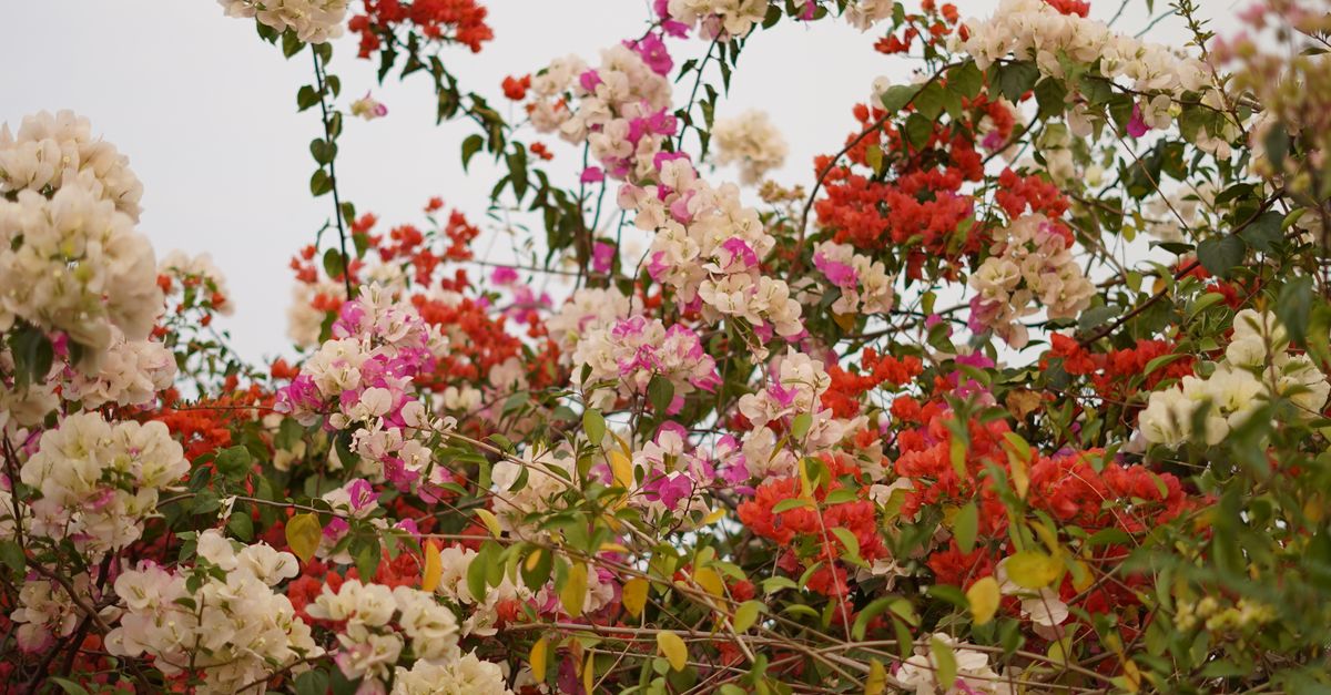 A Shrub with Colorful Flowers · Free Stock Photo