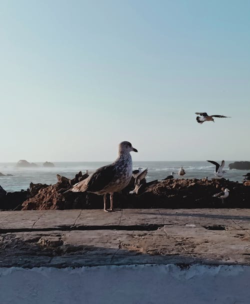 路面上的海鸥