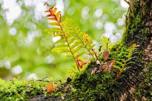 Moss and Plants on Ground