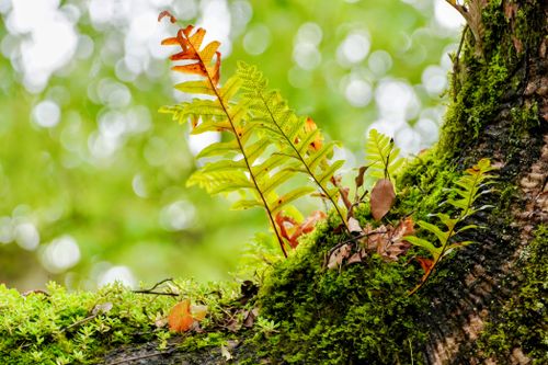 Free Close-up of vibrant ferns and moss growing on a tree trunk, showcasing nature's beauty. Stock Photo