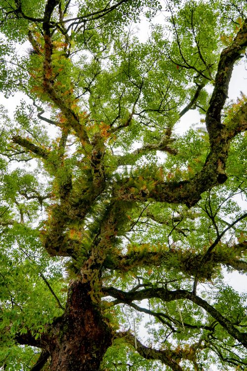 Free Captivating upward view of a sprawling tree canopy with vibrant green leaves in a natural setting. Stock Photo