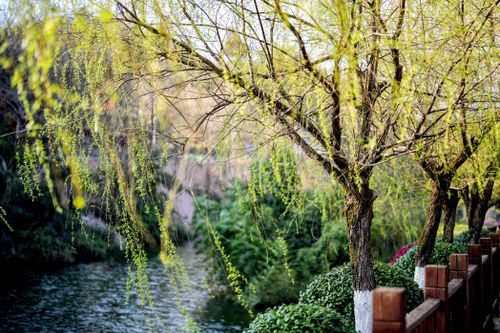 Free Peaceful scene of willow trees by a calm river, perfect for tranquil nature themes. Stock Photo