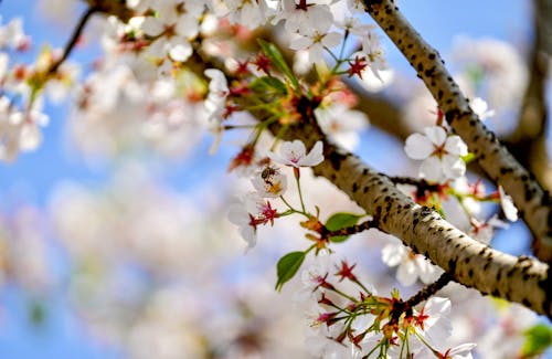 Безкоштовне стокове фото на тему «блакитне небо, весна, вишневий цвіт»