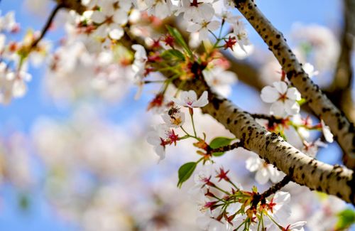 Free Close-up of delicate cherry blossoms with a bee collecting nectar, symbolizing spring. Stock Photo