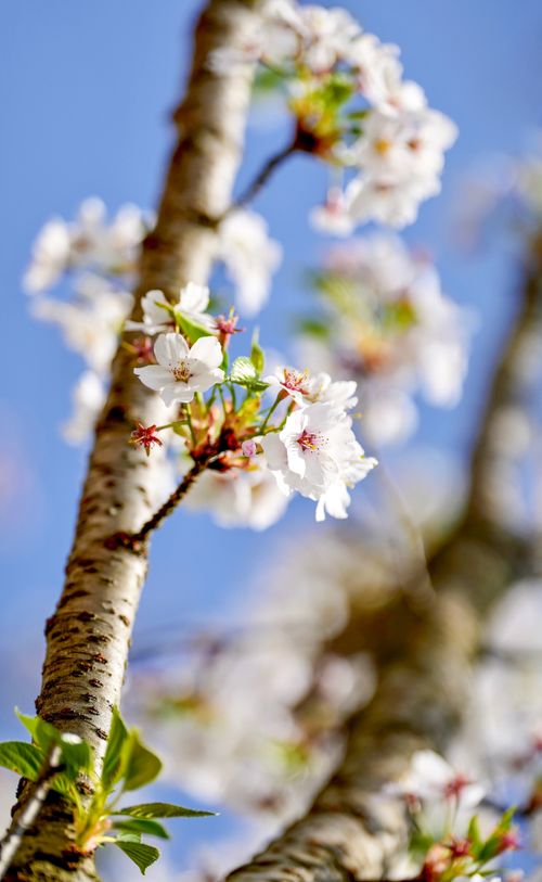 Free Beautiful close-up of cherry blossoms in spring against a clear blue sky, capturing nature's elegance. Stock Photo
