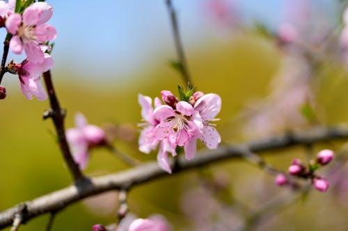 Close-up of a Cherry Tree Branch in Blossom 