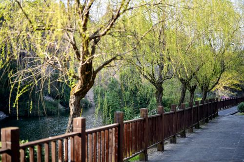 Free Peaceful spring scene with willow trees along a riverside path and wooden fence. Stock Photo