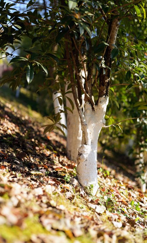 Free Close-up of a sunlit tree trunk painted white, surrounded by fallen leaves. Stock Photo