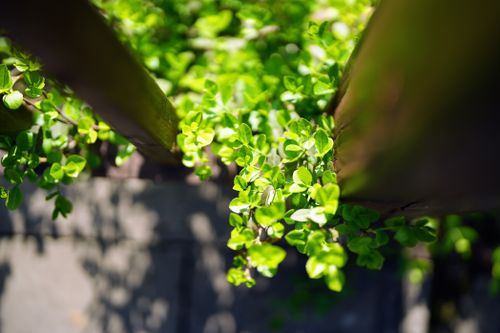 Free Close-up of sunlit green leaves and wooden beams, perfect for natural themes. Stock Photo