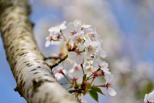 Close-up of a Tree Branch in Blossom 