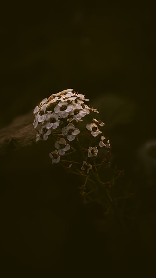 Close-up of Flowers 