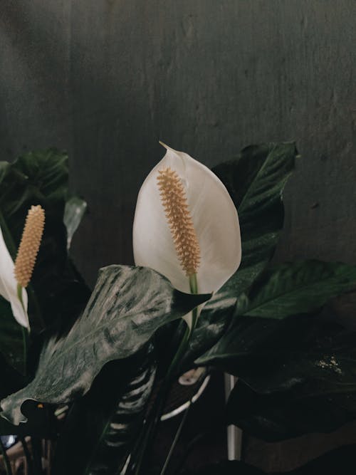 flowersofinstagram, plantas, 가벼운의 무료 스톡 사진