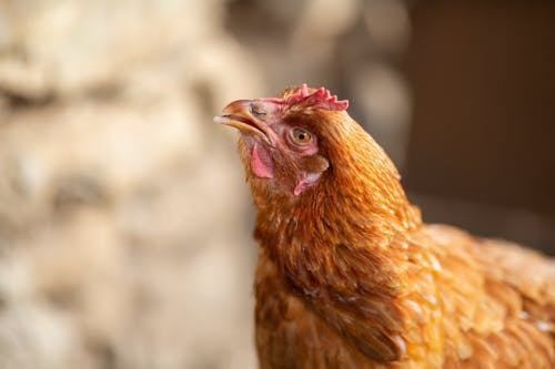 Chicken portrait