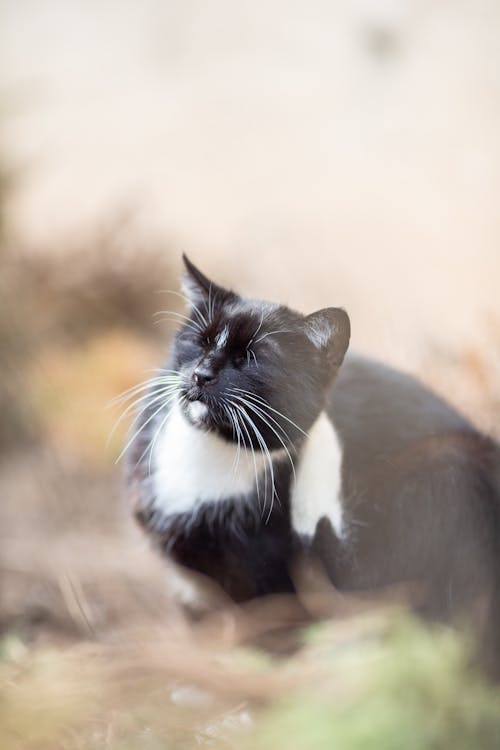 Close-up of a Cat 