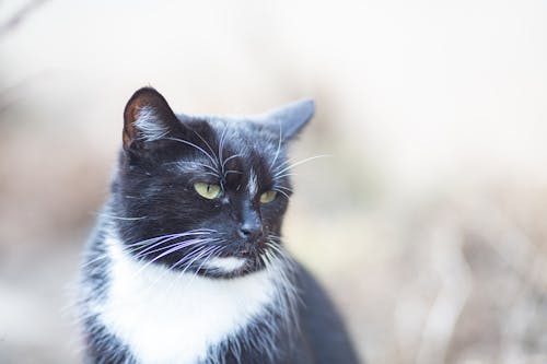 Black and White Cat 