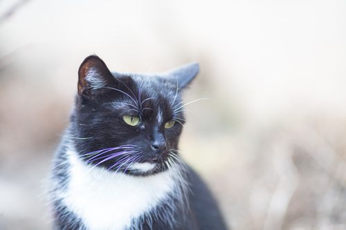 Free A serene black and white cat sitting outdoors, captured in a focused close-up shot. Stock Photo