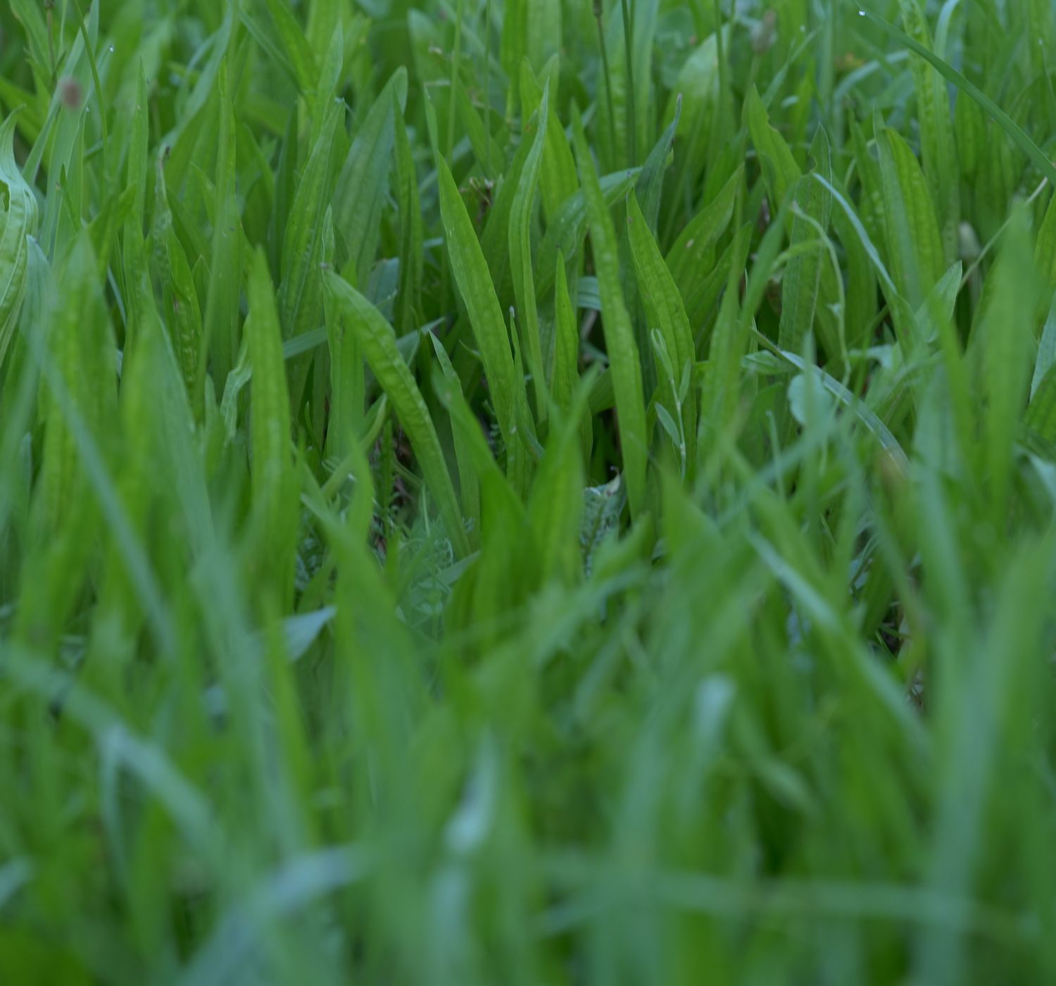 A fresh close-up view of vibrant green grass blades in springtime outdoors.