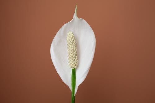 Foto d'estoc gratuïta de decoratiu, flor blanca, lliri de pau