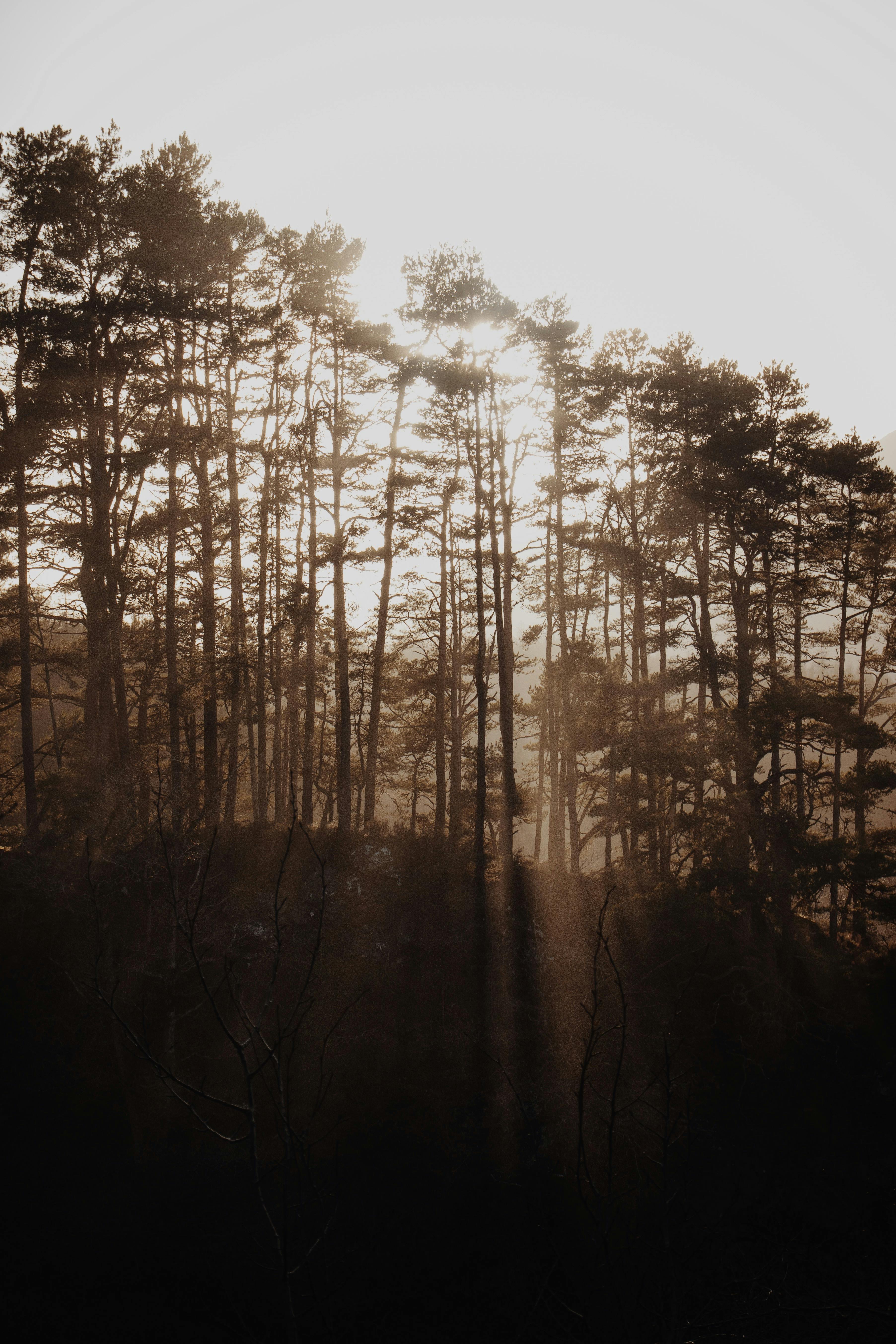 Beautiful sunlight piercing through a misty forest in Scotland, capturing tranquillity and nature's beauty.