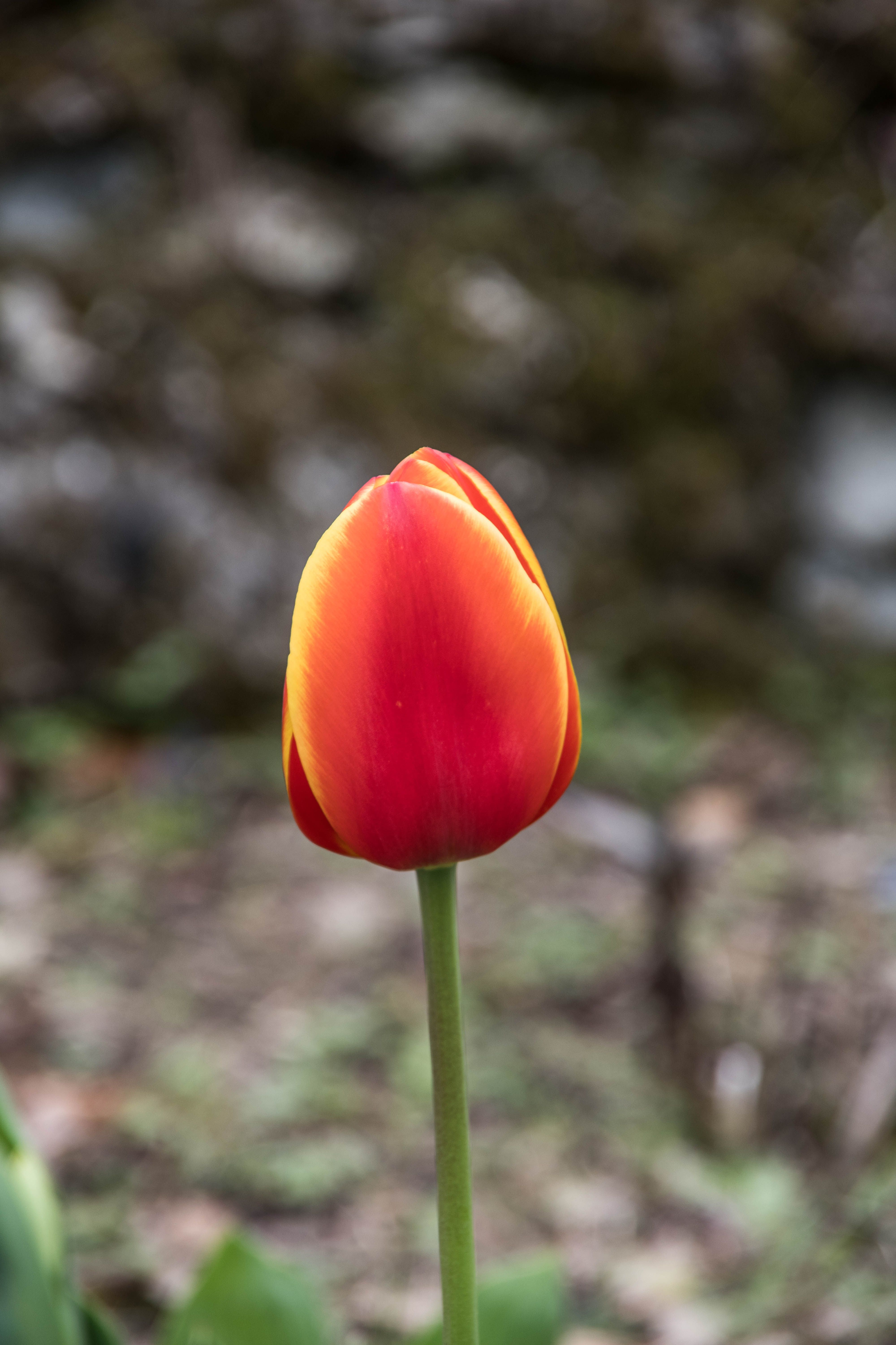 Close-up of a bright red tulip against a blurred background, showcasing nature's beauty.