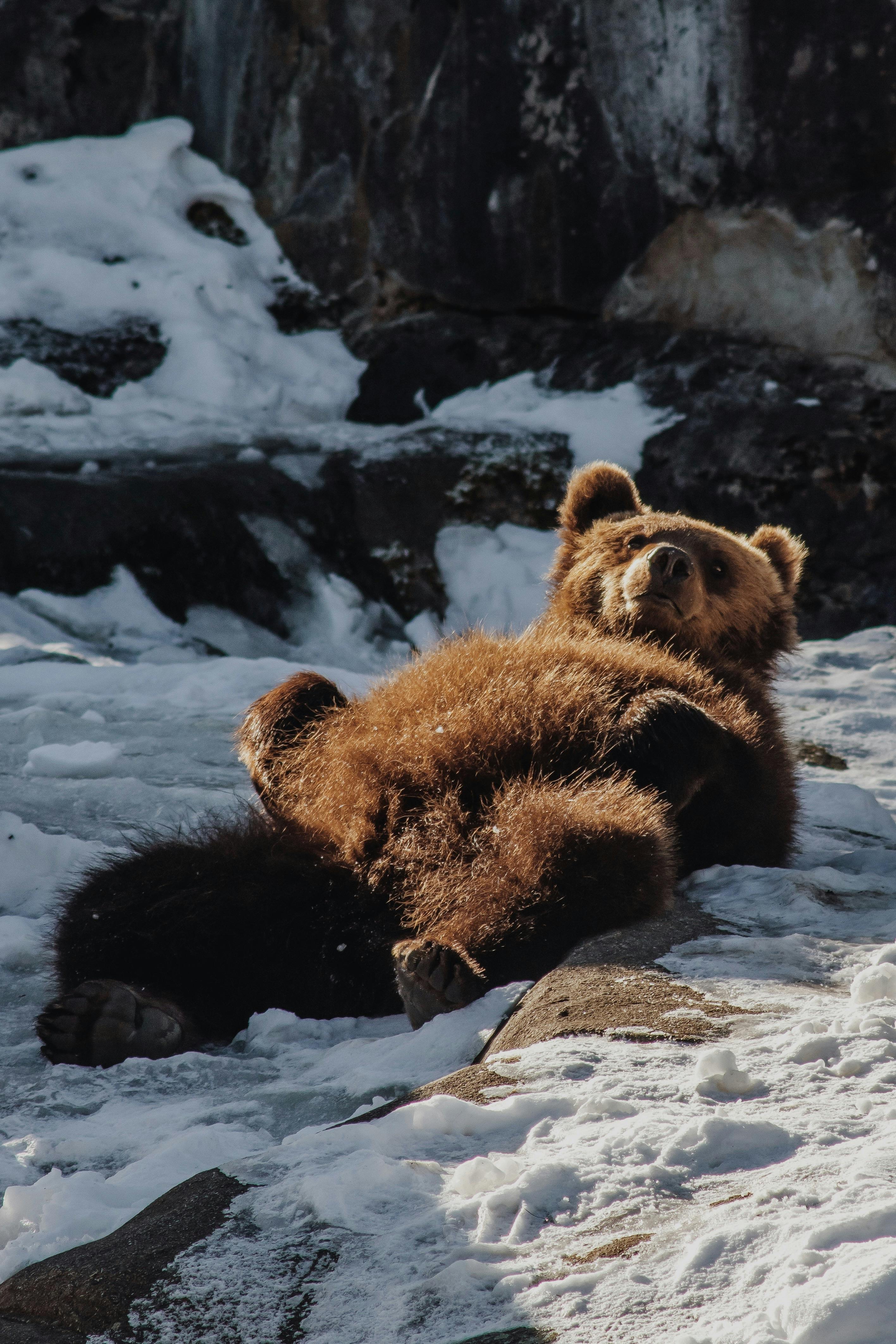 Hình nền ảnh Gấu Nâu Nền đen, ảnh Hồ Sơ Gấu, Con Gấu, động Vật Background  Vector để tải xuống miễn phí - Pngtree