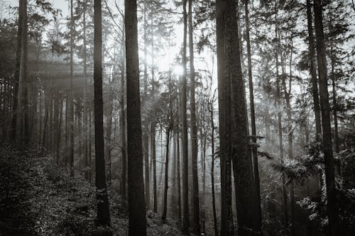 คลังภาพถ่ายฟรี ของ ขาวดำ, ความเป็นป่า, ภูมิทัศน์