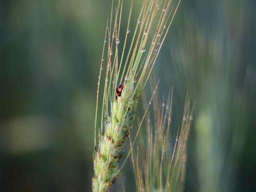 Close-up of a Ladybird on the Ear of Barley 